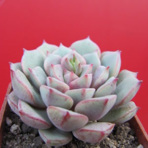 Echeveria   Panda  Face
