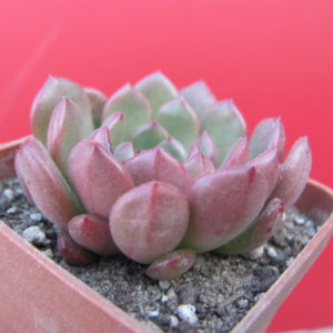 Echeveria   Bashful