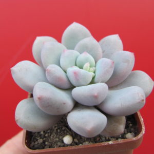 Pachyphytum   oviferum   hybr.     #100
