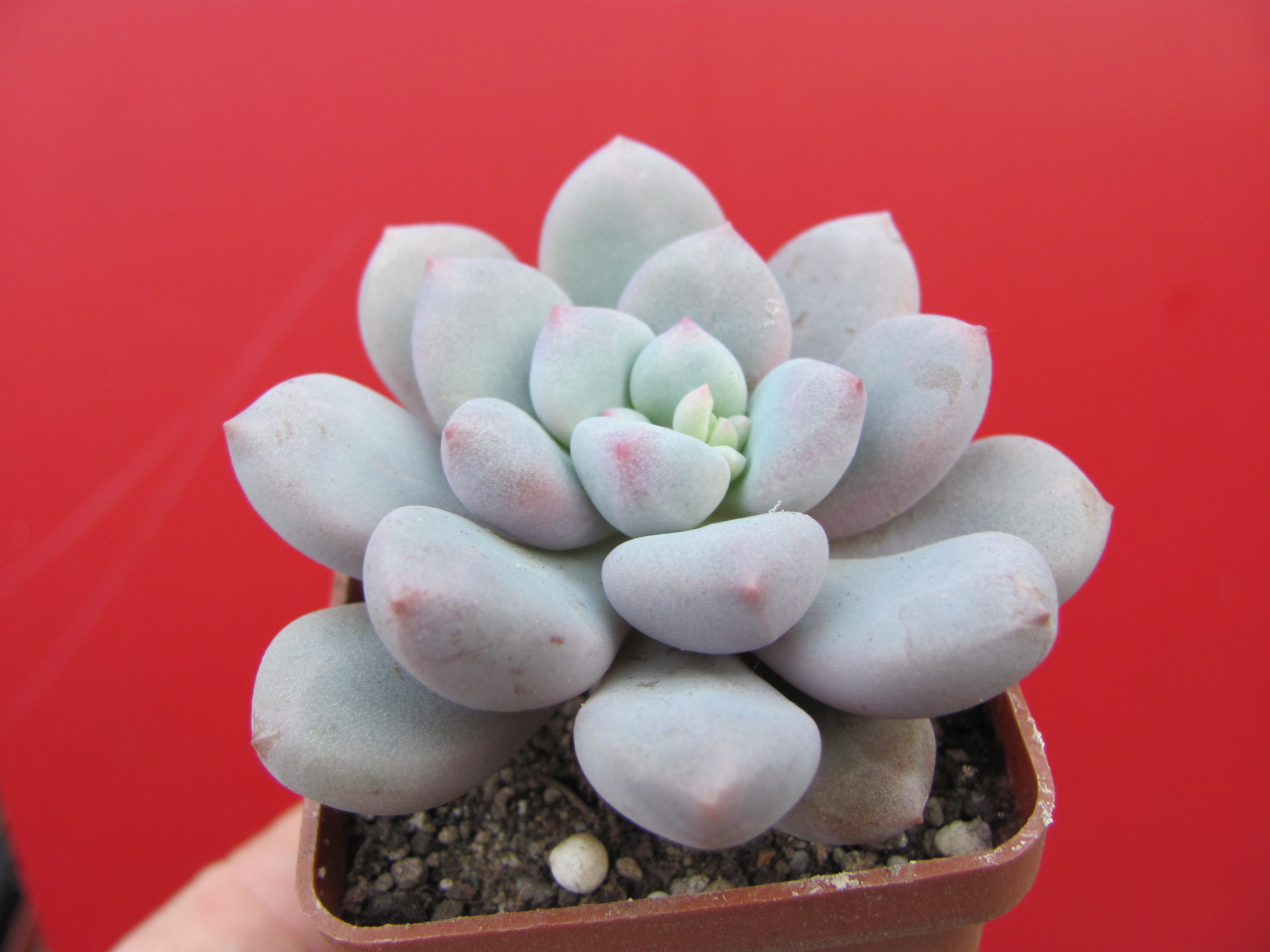 Pachyphytum   oviferum   hybr.     #100