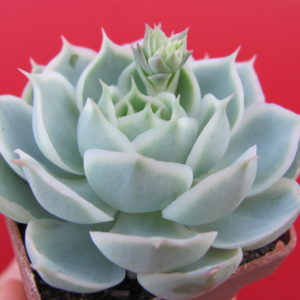 Echeveria    Laguna Sanchez   hybr.