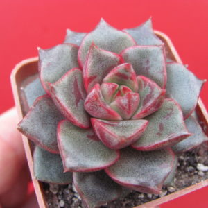 Echeveria  purpusorum   hybr.   ( плямиста )