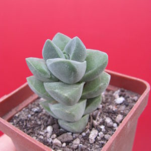 Crassula  moonglow