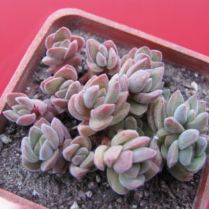 Crassula   velutina