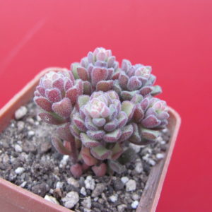 Sedum    versadense