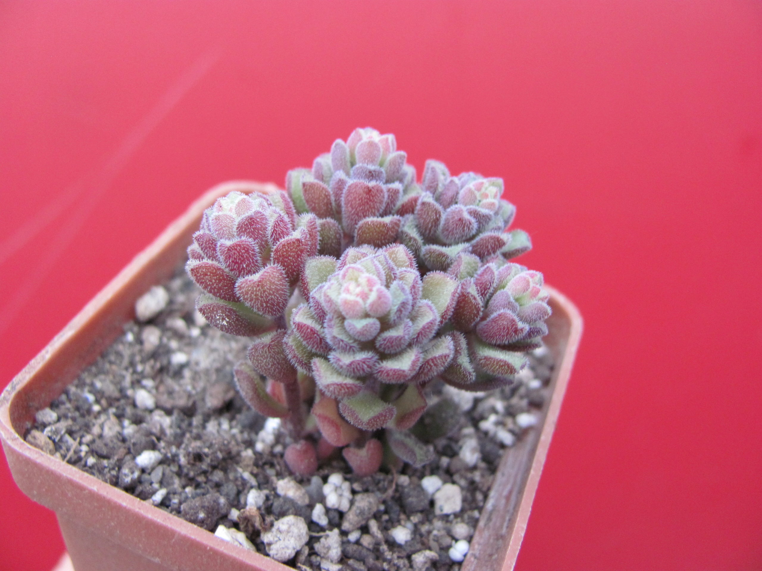 Sedum    versadense