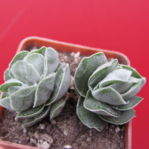 Crassula  Ivory  Pagoda