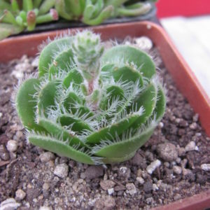 Crassula    tomentosa   glabrifolia