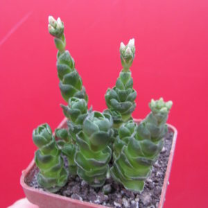Crassula   Emerald