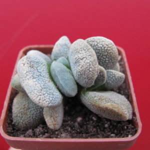 Crassula   tecta