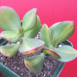 Crassula   Solana      3 разом