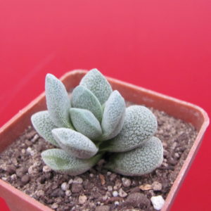 Crassula   tecta