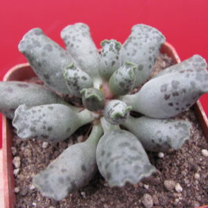 Adromischus     Silver  Tubes