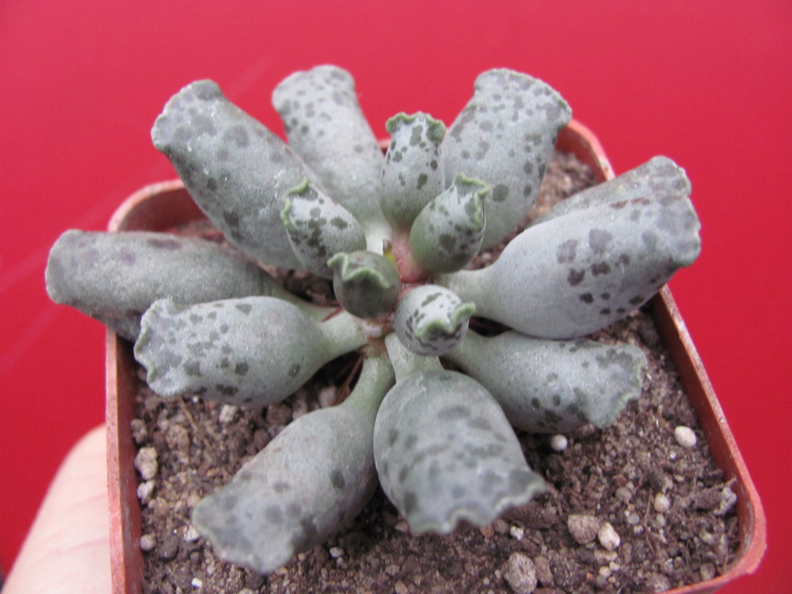 Adromischus     Silver  Tubes