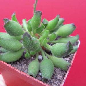 Adromischus    cristatus   *Kleinpoort*