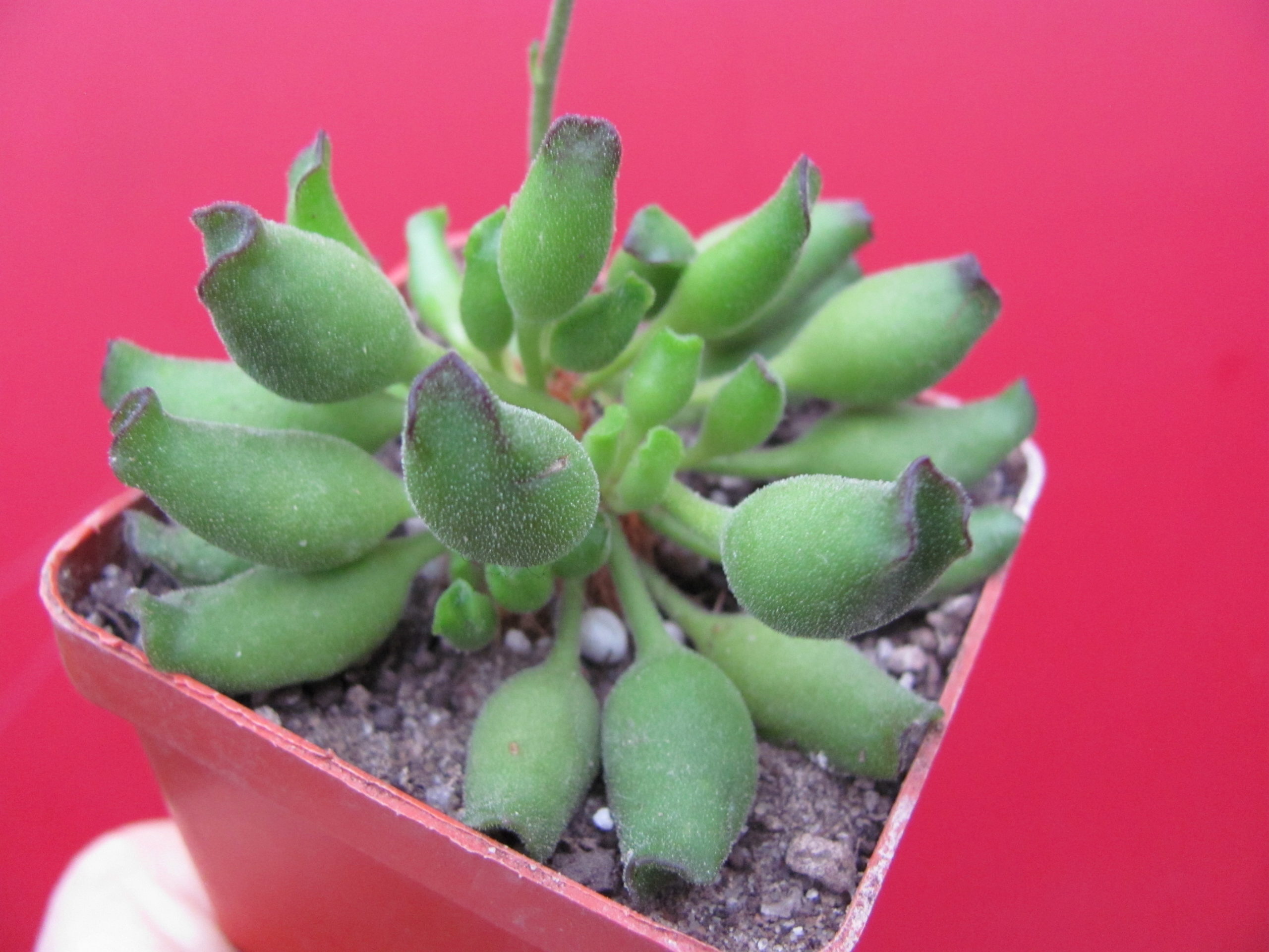 Adromischus    cristatus   *Kleinpoort*