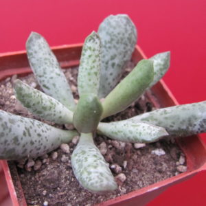 Adromischus   mammillaris