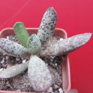 Adromischus     mammillaris