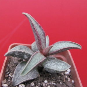 Adromischus   marianiae    Richtersveld