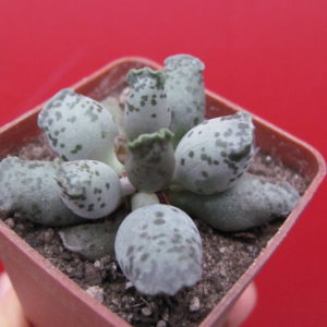 Adromischus      Silver  Tubes