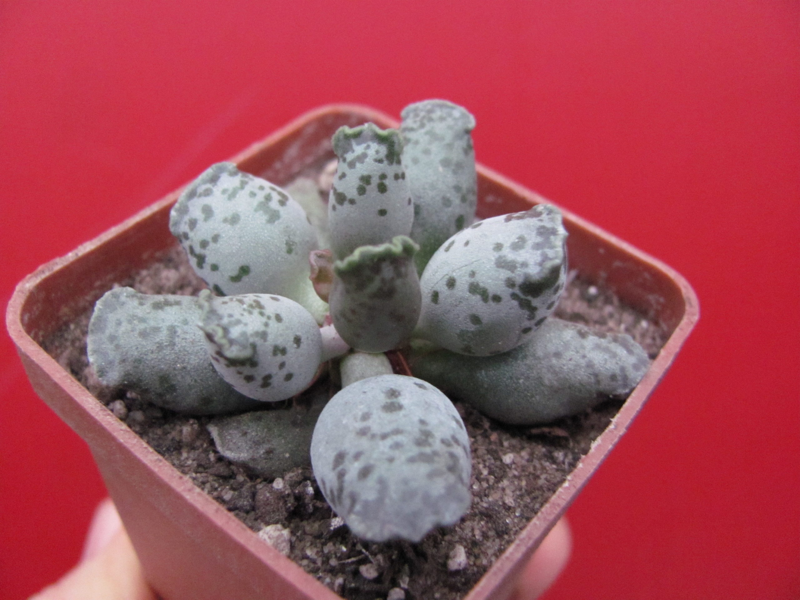 Adromischus      Silver  Tubes