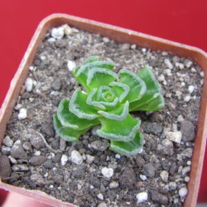 Crassula susannae