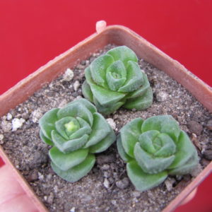 Crassula   Dorothy   3 разом