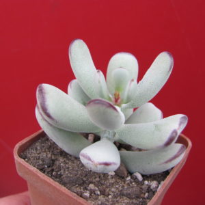 Cotyledon   orbiculata  Oophylla