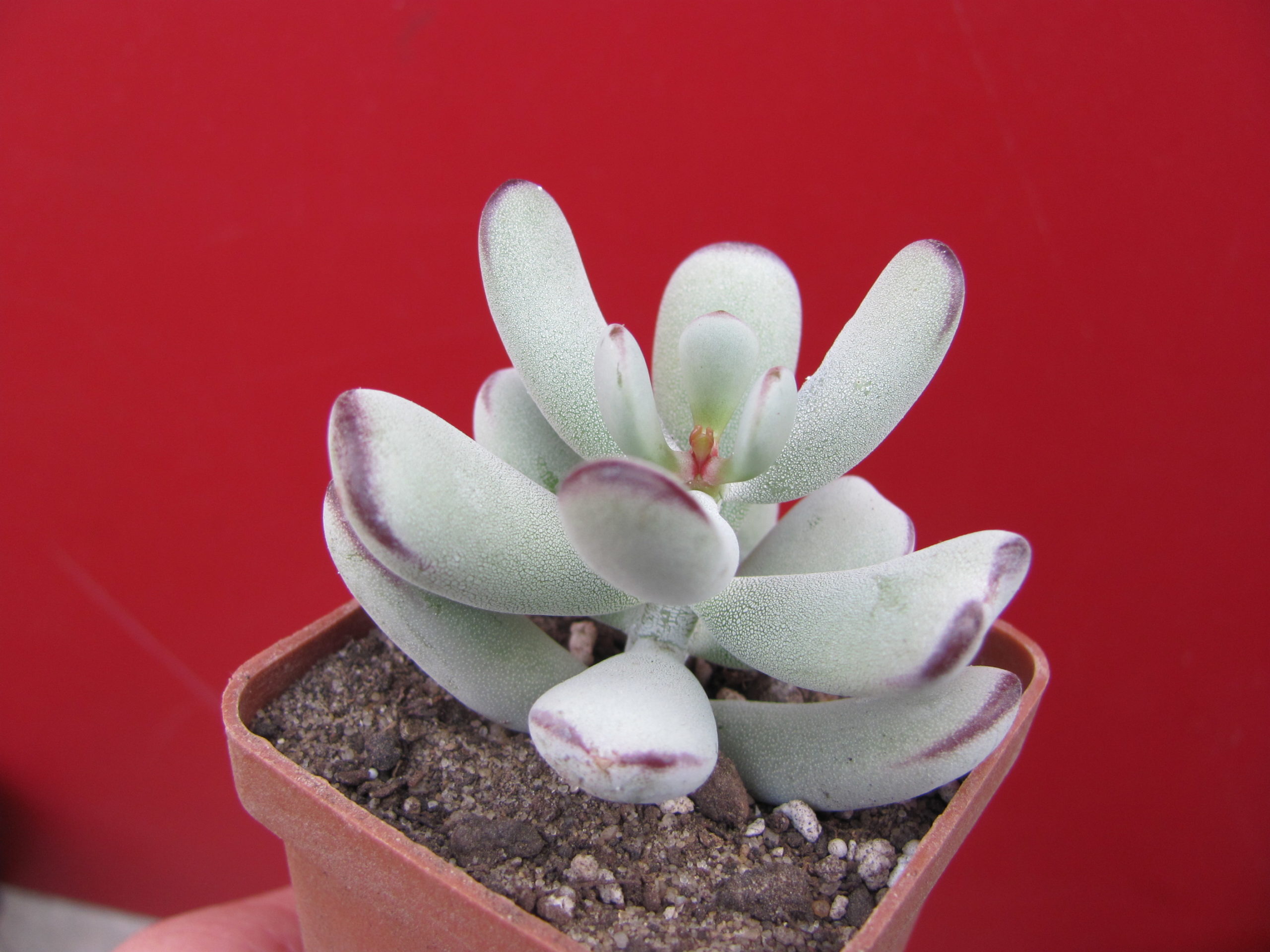 Cotyledon   orbiculata  Oophylla