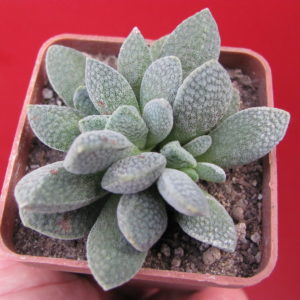 Crassula   hybr.