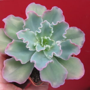 Echeveria    Blue  Curls