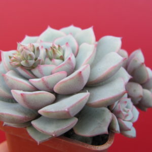 Echeveria Panda  Face