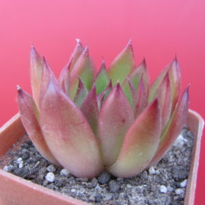 Echeveria   agavoides    Christmas
