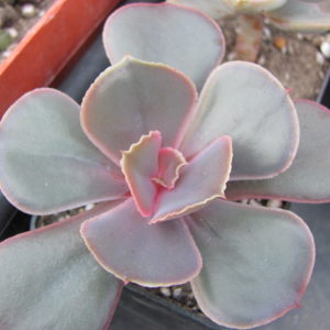 Echeveria   Bimbo