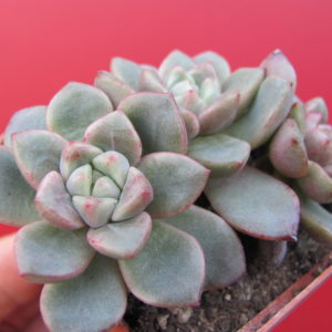 Echeveria     hybr.