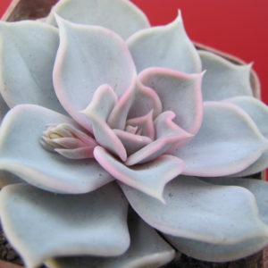 Echeveria     lilacina  Rosea