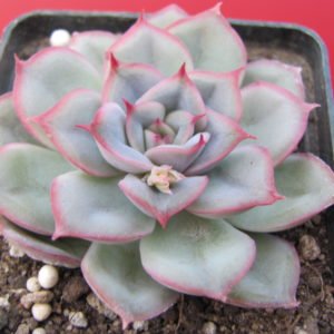 Echeveria     hybr.