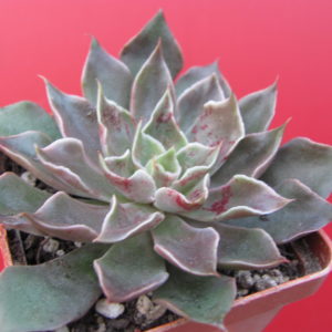 Echeveria   strictiflora   hybr.    F2