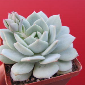 Echeveria   Lunas