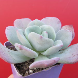 Echeveria    pulvinata   hybr.