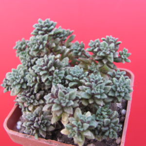 Monanthes   subcrassicaulis