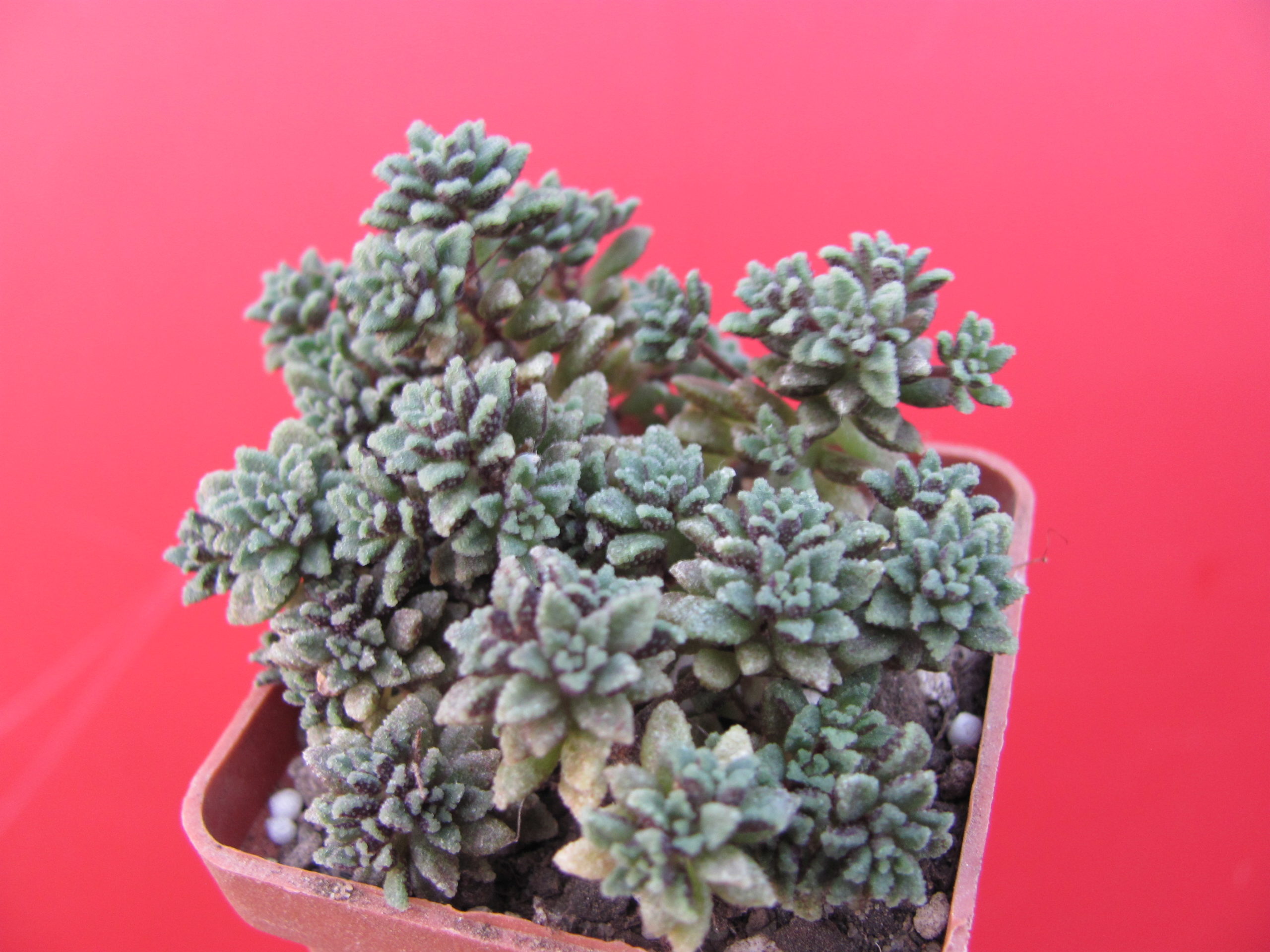 Monanthes   subcrassicaulis