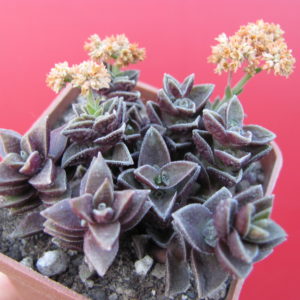 Crassula    hybr.