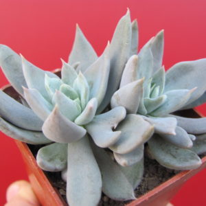 Echeveria   craigiana    Chihuahua