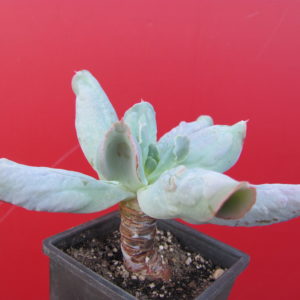 Echeveria     Culibra