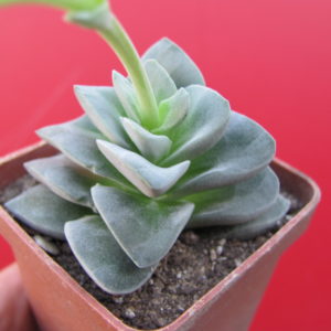 Crassula    coralita