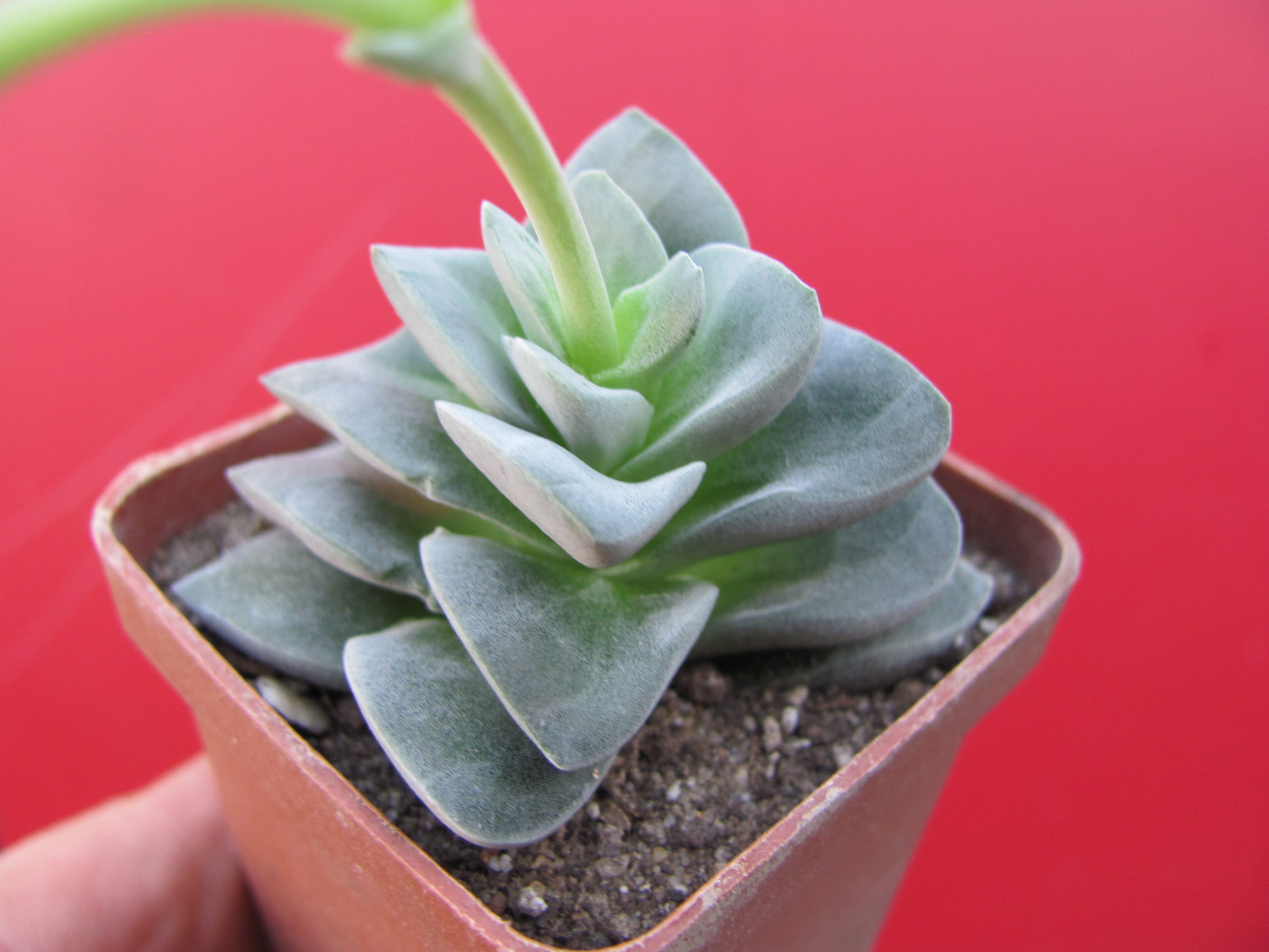 Crassula    coralita