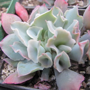 Echeveria     Trumpet   Pinky