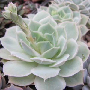 Echeveria    Laguna  Sanchez   hybr.