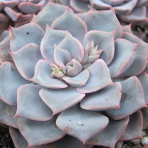 Echeveria    hybr.      #29